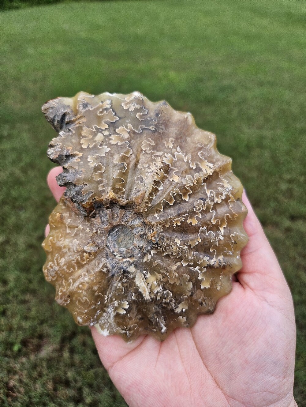 Ammonite Shell 4.5 In - Picture 2 of 3